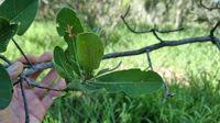 Image result for Terminalia brachystemma