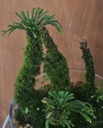 Image result for Thesium singulare