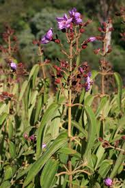 Image result for Dissotis