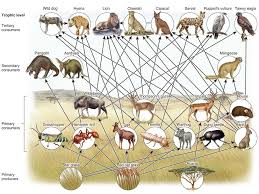 African Savanna Food Webs Projects Food Web African Savanna Animals