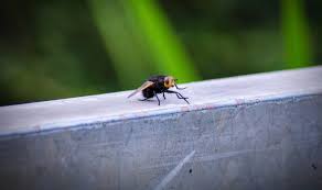 When your bowl becomes full, be sure to empty it and reset the trap until there are no signs. How To Get Rid Of Flies From The House The 3 Key Tricks To Removing Pesky Flies Express Co Uk