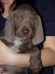 Image result for slovenský ohař hrubosrstý