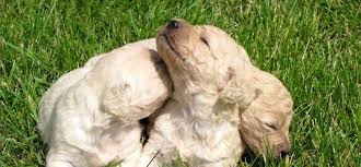 Contact us today to learn more about the availability of our goldendoodle puppies for sale. Goldendoodle And Bernedoodle Puppies In Illinois By Island Grove Doodles