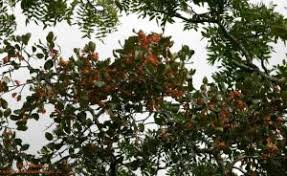 Image result for Monotes engleri