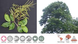 Image result for Copaifera