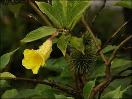 Image result for Allamanda schottii