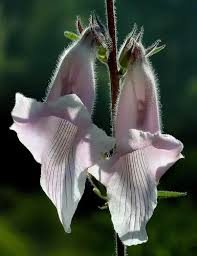 Image result for Ceratotheca