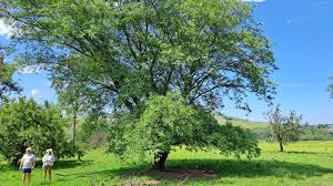 Image result for Ximenia afra