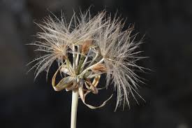 Image result for Thunbergianthus ruwenzoriensis