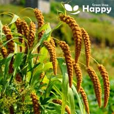 Image result for Setaria italica