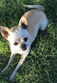 We did not find results for: What Results When You Mix A Long And Short Hair Chihuahua How Does This Dog Breed Differ From Other Breeds Quora