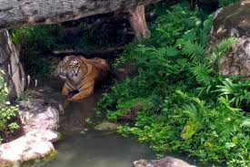 Maybe you would like to learn more about one of these? Kisah Sedih Harimau Batua Yang Menghuni Taman Lembah Hijau Mongabay Co Id Mongabay Co Id