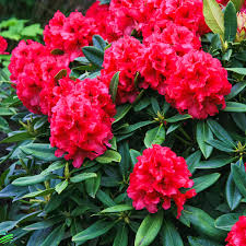 Growing rhododendron successfully requires the proper planting spot for the rhododendron bush. Historischer Rhododendron Marie L Im Ca 23 Cm Topf Online Kaufen Bei Gartner Potschke