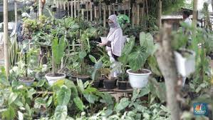 Tanaman toga atau tanaman obat keluarga adalah tanaman yang dapat dibudaya di halaman rumah yang berkhasiat sebagai obat. 10 Tanaman Hias Outdoor Yang Cantik Tahan Panas Hujan