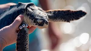 Brown shrimp season killed by Bonnet Carré, Coast sellers say