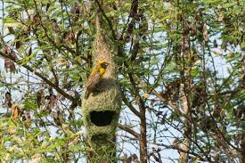 40+ vectors, stock photos & psd files. 2016 06 16 Weaver Birds Building Their Nest Desktop Images Com