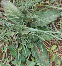 Image result for Elytraria acaulis