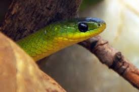 — antiguan antigua und barbuda betreffend, aus antigua und barbuda kommend oder auch die insel antigua betreffend sie ist eine antiguanische leichtathletin und. Www Zootierliste De