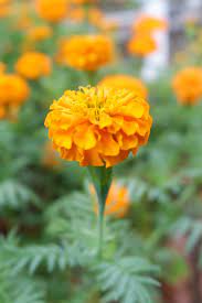 Marigold Tagetes Erecta Marigold Flower Butterfly Wallpaper Marigold