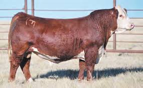 Dobesh Herefords: Faith, Family and Good Cattle Montana's J Bar E Ranch  Celebrates 125 Years