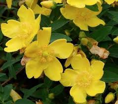 Image result for Ochna inermis