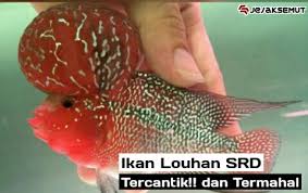 Check spelling or type a new query. 12 Daftar Harga Ikan Louhan Srd Terbaru 2020 Dan Jenisnya Jejaksemut