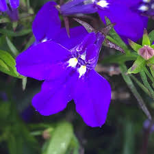 Image result for Lobelia cobaltica