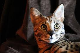 The serval cat is a wild cat that has been gaining in popularity among exotic pet owners. Considering A Serval Cat Know The Risks Of Having One