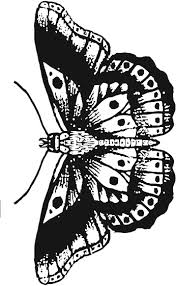 Black And White Harry Styles Butterfly Tattoo Pin On Tattoos