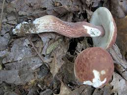 Image result for Boletus separans