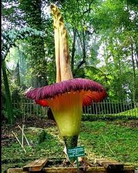 Wilayah indonesia memiliki jenis keaneragaman flora dan fauna yang sangat besar, kalau kita secara bioiversitas flora dan fauna, negara indonesia menempati peringkat ketiga di dunia. Contoh Jenis Flora Dan Fauna Di Indonesia Yang Langka Jagad Id