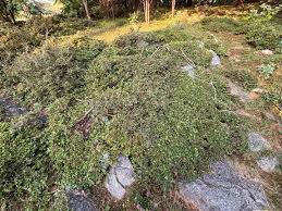 Image result for Anogeissus