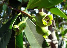 Image result for Syzygium jambos