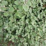 Image result for Helichrysum lineare