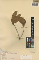 Image result for Diospyros kirkii