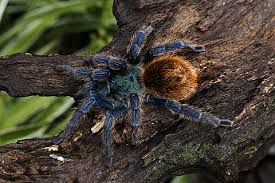A more defensive species known for kicking hairs, this species isn't the best choice for those that wish to handle their spiders. Hd Wallpaper Megaphobema Robustum Colombian Giant Red Leg Redleg Spider Wallpaper Flare