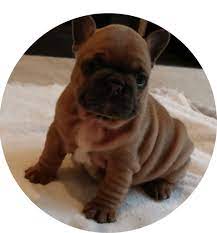 Buncombe county leicester, nc 28748 map it. Puppies For Sale Welcome To N C Puppies Premier Dog Breeding