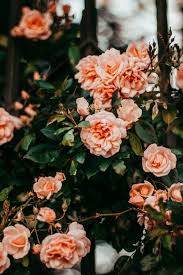 Photo Of White And Pink Flowers On Gray Vase Free Stock Photo In 2020 Pink Flowers Wallpaper Flower Wallpaper Flower Phone Wallpaper
