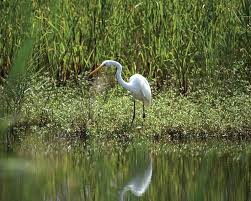 Mackay Island National Wildlife Refuge