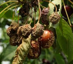 monilia laxa ile ilgili gÃ¶rsel sonucu