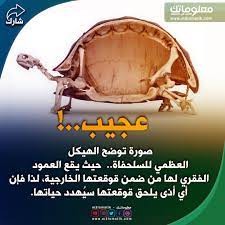 عجيب جدا in 2021 beef food gel