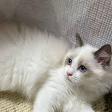 ラグドール シール ポイント バイ カラー