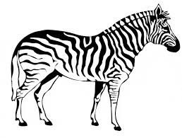 With big zebra to color on, kids can spend all day completing this book. Zebra Coloring Page Animals Town Free Zebra Color Sheet