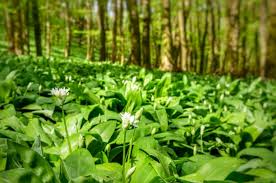 Die pflanze mag es gern schattig und etwas feucht, wie im wald, wo bärlauch super gedeiht. Fruhlingszeit Ist Barlauchzeit Wo Er Wachst 1 Ausgefallenes Rezept Mrs Hirnbirn
