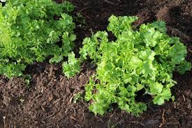 Sable, pierre et galet de rivière. Le Terreau Pour Semis Et Plantations La Terre Est Un Jardin