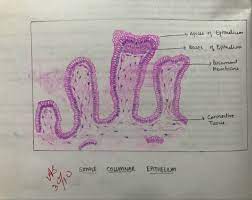 Simple Columnar Epithelium Large Intestine Simple Squamous