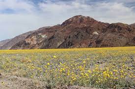 Death is the permanent, irreversible cessation of all biological functions that sustain a living organism. Death Valley National Park Great Off Road Adventure Wildflowers Las Vegas Review Journal