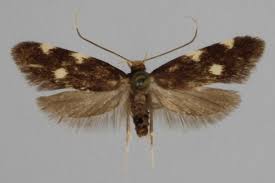 Image result for Telechrysis tripuncta