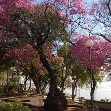 Costanera De Corrientes Argentina Parques Paisajes