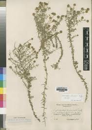 Image result for Wahlenbergia subaphylla